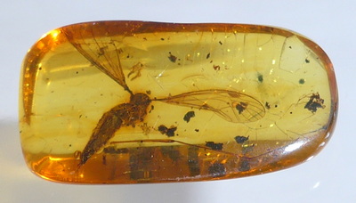 Bernsteininkluse Schnake Zweiflgler