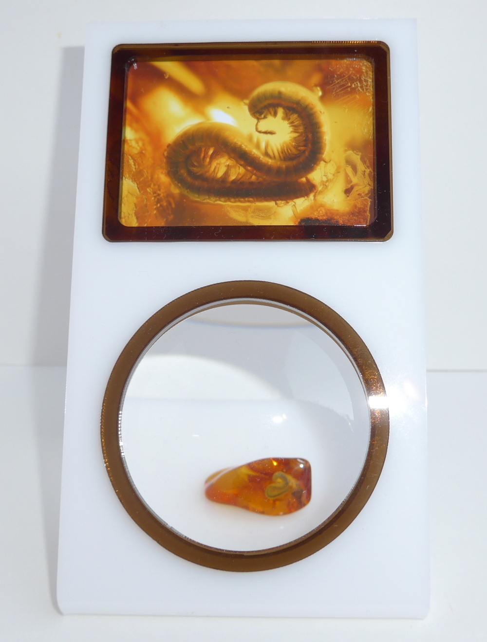 Bernstein mit Einschluss Myriopode Myriopoden