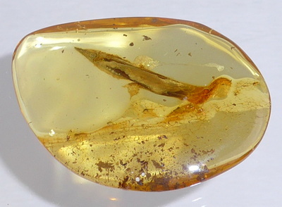 Bernstein mit Pflanzeneinschluss