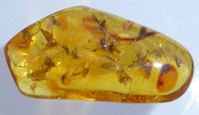 baltische Bernstein Inkluse Langbeinfliegen