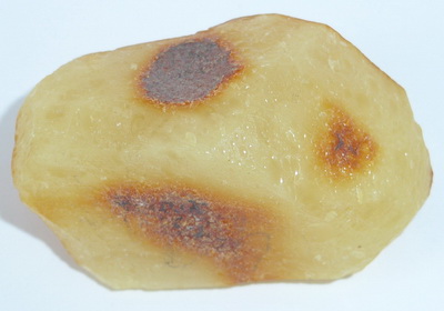 baltic amber butterscotch