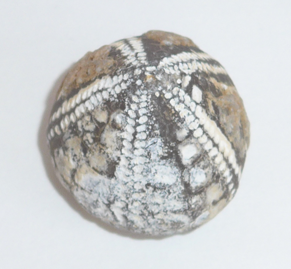 Fossilien Ostsee Seeigel